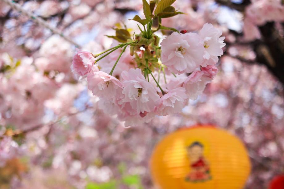 봄나들이로 좋은 천안 여행지 세 곳을 소개합니다.