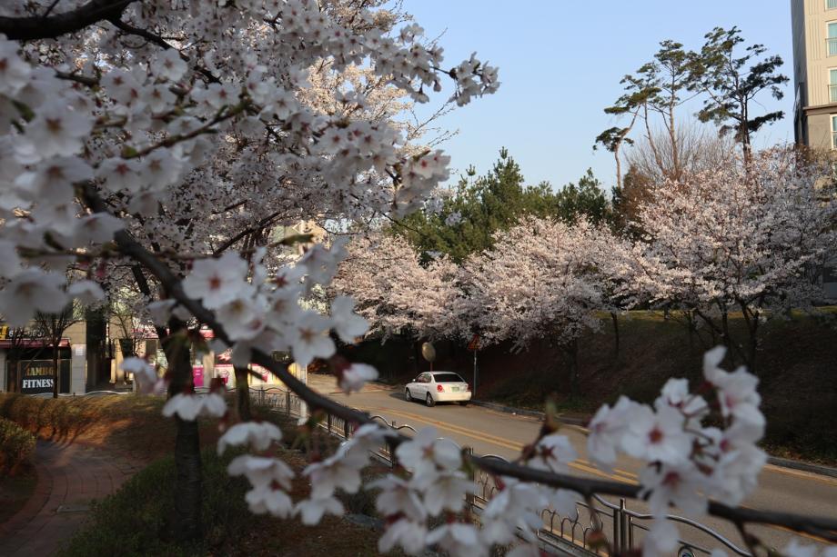 벚꽃피는 백석마을 아파트 주변풍경